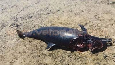 «البيئة»: نفوق الدلافين الفترة الأخيرة طبيعي ولا تدخل في موتها