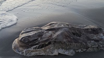 بالصور.. ظهور كائن بحري غريب على شاطئ في أستراليا