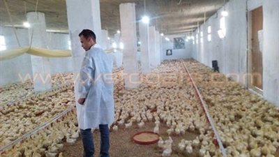 حملات مكبرة لمتابعة الأمن الحيوي بمزارع الدواجن في سوهاج