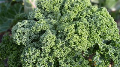 الكرنب أكثر مفعولا من البروكولي في الحرب على السرطان