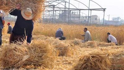 «زراعة الغربية»: نموذجان جديدان لاستخدمات قش الأرز