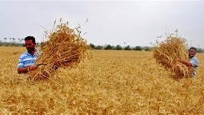 «الدراسات الاقتصادية»: مساحات القمح المعلنة من الحكومة غير منطقية