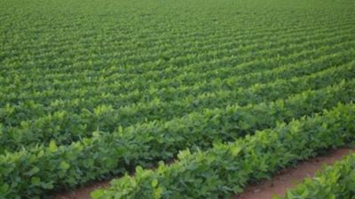 زراعة الإسماعيلية لم تتأثر بسوء الأحوال الجوية