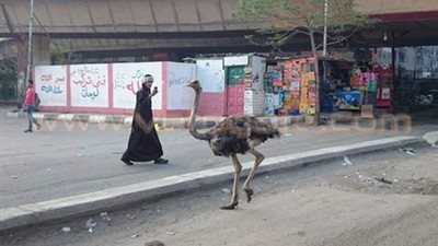 «نعامة» تتجول بجوار محطة مترو فيصل