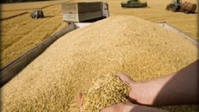 التحفظ على 69 طن قمح و81 من الدقيق بها شوائب ورمال بالغردقة