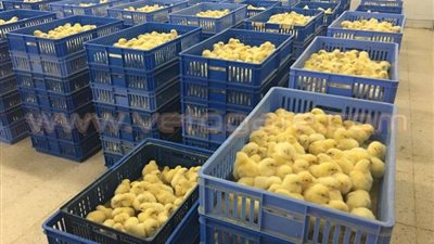 الرئيس الموريتاني يتفقد معملا لتفريخ الدجاج بالإسماعيلية