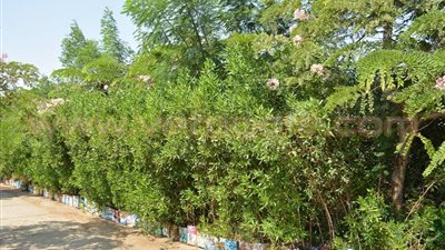 بالصور.. زراعة 500 شجرة بمحيط مدارس شبرا الخيمة