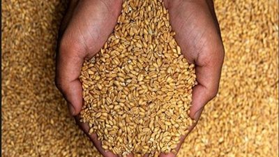 إرسال عينات «القمح المخلوط بالرمال» بالغردقة إلى معامل «الصحة»