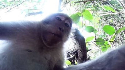 بالفيديو.. عصابات «القرود» تسجل أعلى معدلات «النصب».. تنجح في استهداف محل مجوهرات واختلاس 150 دولارا.. تسيطر على سيارة وتقودها لأمتار.. تسرق كاميرا من سائح وتلتقط صورا.. وعصابة اقت