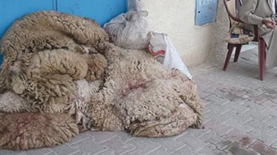 «عمر الصرح»: إهدار 50% من جلود الأضاحي بسبب ارتفاع الدولار