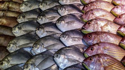 وفد سعودي يصل مصر لفحص جودة الأسماك قبل تصديرها للمملكة