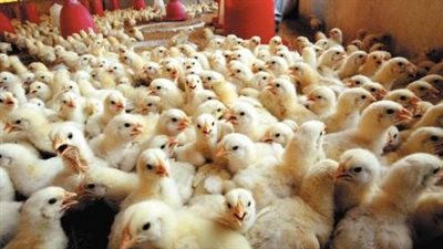 خبراء: الإخوان يخططون للسيطرة على صناعة الدواجن فى مصر.. ويمتلكون 60 % من المزارع غير المرخصة.. والزراعة: ندرس تقنين أوضاعهم