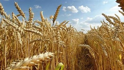 انخفاض إنتاج القمح الفرنسي بنسبة 30%