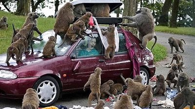 شاهد.. أطرف صور الحيوانات مع السياح