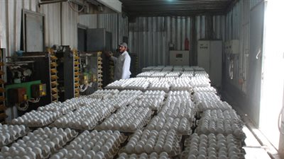 900 مليون بيضة يستهلكها المصريون في رمضان