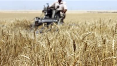 توريد 54 ألفا و142 طن قمح إلى الشون والصوامع بقنا