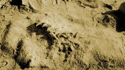 باحثون يعثرون على هياكل وأشكال في حفريات يرجحون أنها الأقدم على الأرض