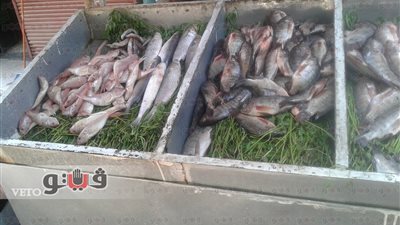 تراجع أسعار الأسماك اليوم.. والبلطي بـ27 جنيها في الجيزة