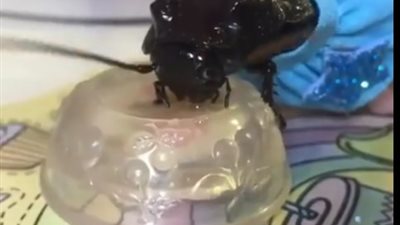 بالفيديو.. صرصار يتناول الإفطار يشعل «فيس بوك»