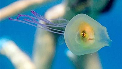 شاهد.. ماذا فعلت سمكة احتجزها قنديل بحر بداخله