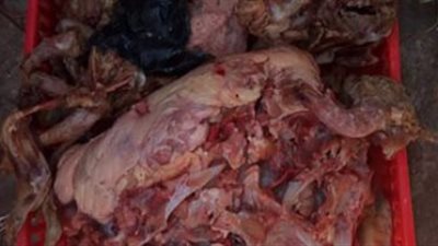 ضبط 100 طن رءوس أبقار وأحشاء مخزنة بطريقة خاطئة بمنشأة القناطر