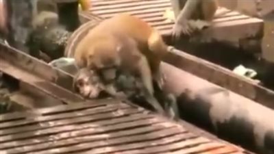 بالفيديو.. قرد ينقذ آخر من الموت بعد صعقه بالكهرباء