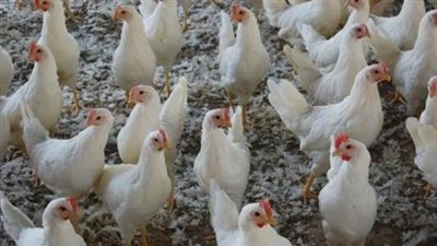 ارتفاع طفيف في أسعار الدواجن.. وكيلو «الساسو» يسجل 30 جنيها