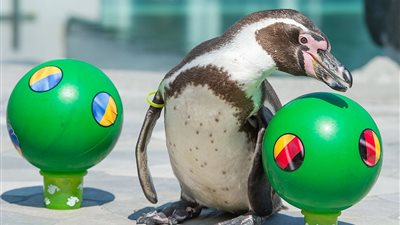 «بطريق» يتوقع نتائج اليورو على طريقة الأخطبوط بول