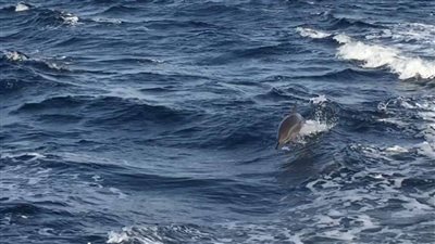 بالصور.. الرحلات البحرية مصدر إزعاج الدلافين في البحر الأحمر «تقرير»