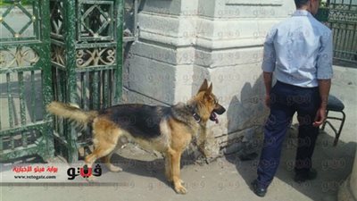 بالصور.. استعدادات أمنية مكثفة في «الجامعات» بالتزامن مع استئناف امتحانات نهاية العام.. «الأمن النسائي» يعود لـ«الأزهر».. هدوء حذر بـ«حلوان».. وإجراءات مشددة عل