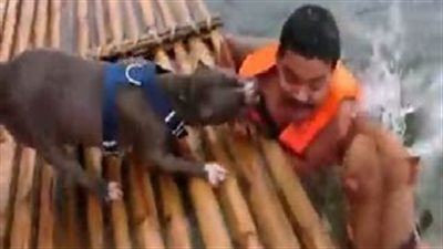 بالفيديو.. كلبان يتعاونان لإنقاذ صاحبهما من الغرق