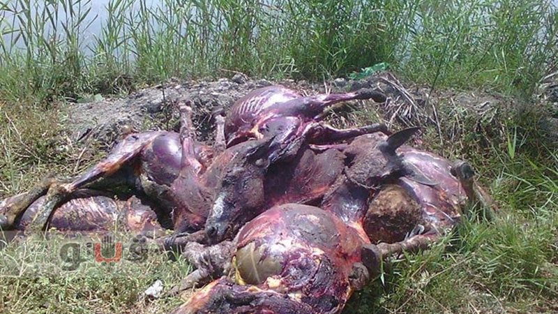 صورة ارشيفية