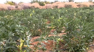 الوادي الجديد تنتهي من حصر المحاصيل الشتوية