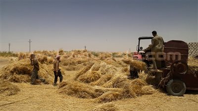 انطلاق موسم حصاد القمح بالوادي الجديد