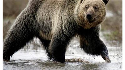 دب يقتحم منزلا بحثا عن بيتزا | فيديو