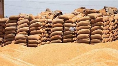 بعد انتهاء موسم القمح.. توريد 3.5 مليون طن وسداد 16 مليار جنيه مستحقات المزارعين