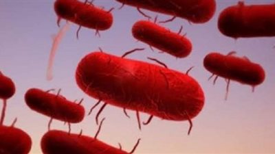 وفاة مراهق بالطاعون الدبلي في منغوليا بعد تناول لحم المرموط