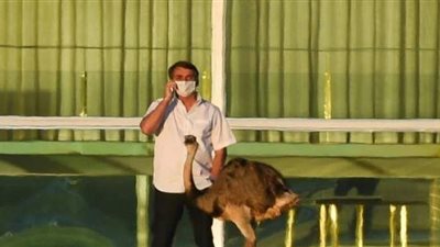 بعد إصابته بكورونا.. النعام يضاعف من معاناة الرئيس البرازيلي  خلال العزل | صور