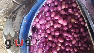 ضبط ٤ أطنان زيتون مخلل بالفيوم غير مطابقة للمواصفات