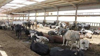 تفاصيل محطة تسمين الماشية ببورسعيد.. تستوعب 10 آلاف رأس.. والمحافظ: نحقق الاكتفاء الذاتي| صور