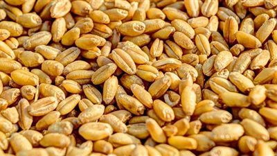 انتهاء موسم توريد القمح بالغربية بنسبة إنجاز 102,7%.