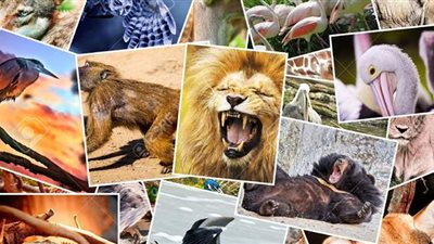 تفسير رؤية الحيوانات في المنام وعلاقتها بالثقة في النفس والصداقة وحب المال