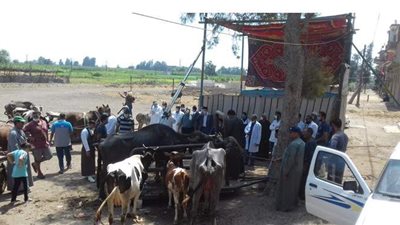 قافلة بيطرية لفحص الحيوانات مجانا بقرية «سماتاى» في قطور