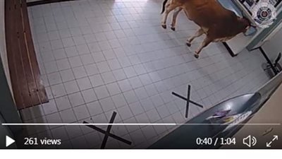 بقرة تتجول داخل قسم شرطة بأستراليا.. وشرطية تحاول التقاط سيلفي معها | فيدو