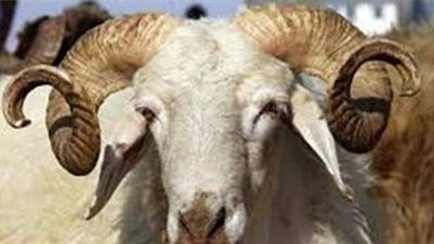 تفسير حلم الأضحية في المنام وعلاقتها بالتخلص من الهموم والمتاعب والذنوب