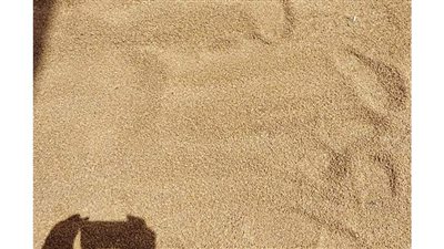 تموين الإسكندرية تعلن انتهاء توريد القمح بـ131714.437طناً