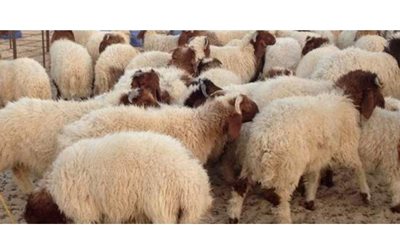 نصائح مهمة يجب اتباعها عند شراء أضحية العيد لضمان سلامة أسرتك