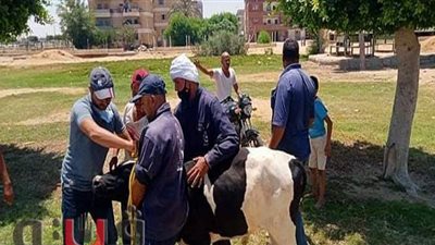 لإعادة المظهر الجمالي للمدينة.. التحفظ على الماشية الضالة بشوارع العاشر | صور