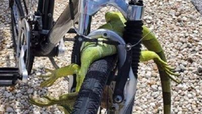 بسبب سحلية.. إصابة مسن أثناء قيادة دراجة بخارية بجروح متعددة | صور