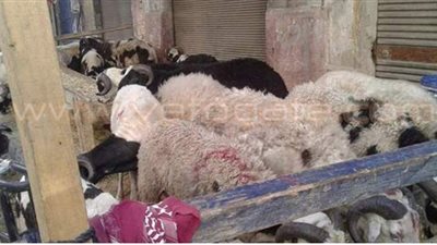 3 آلاف جنيه غرامة إقامة شوادر الأضاحي في شوارع وميادين الجيزة